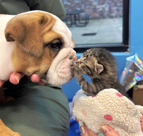 gray kitten kissing a brown and white dog